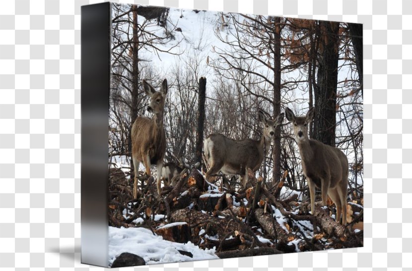 Reindeer National Park Winter Wildlife - Animal Transparent PNG
