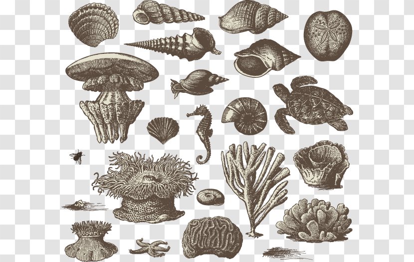 Visual Design Elements And Principles Drawing Illustration - Royaltyfree - Vector Painted Shellfish Biological Transparent PNG