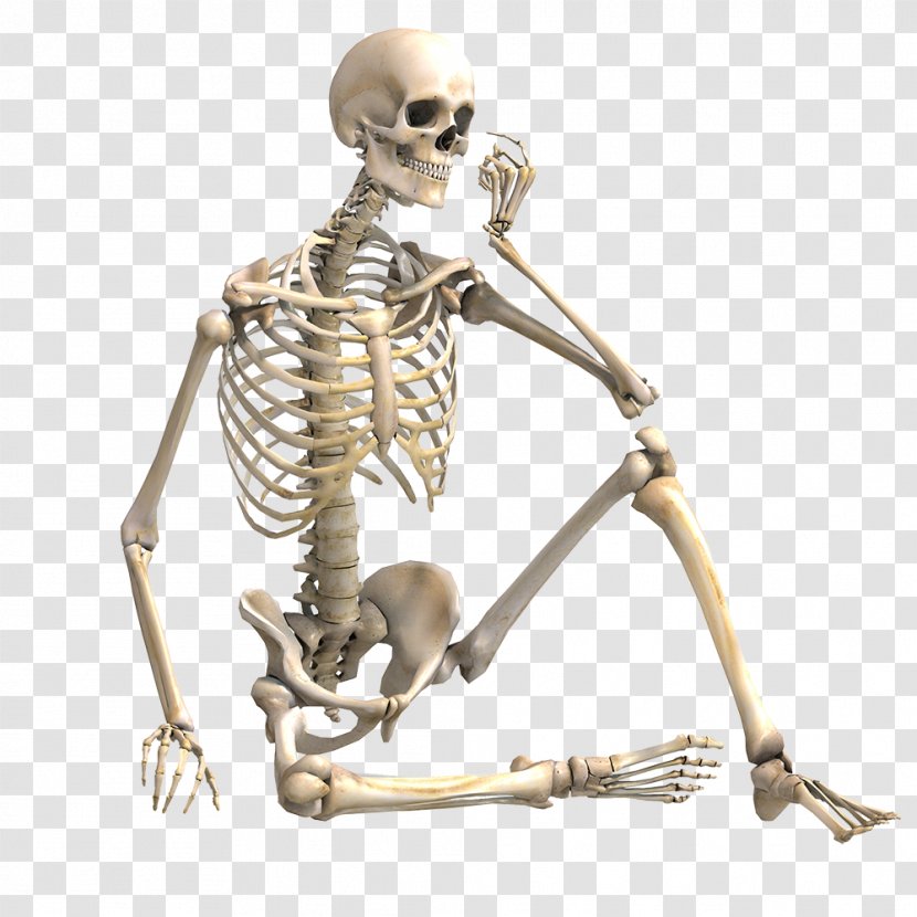 Human Skeleton Stock Photography Bone Skeletal Muscle - Organism Transparent PNG