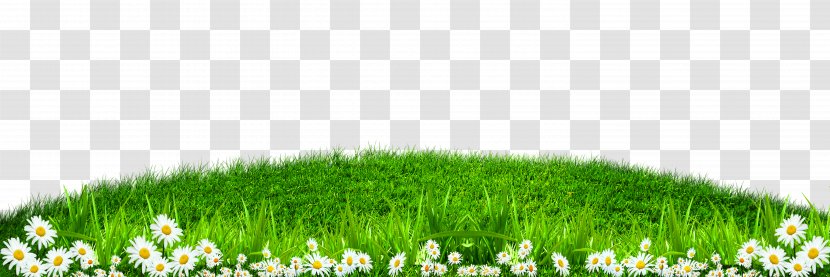 Grass Wallpaper - Text - Green White Border Texture Transparent PNG