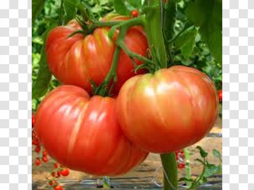 Belmonte Calabro Seed Heirloom Tomato Beefsteak Capsicum - Winter Squash - Gazania Transparent PNG