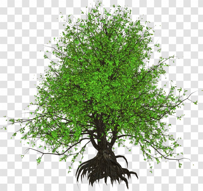 Tree Shrub Plant Technology Birch - Woody - Kartikeya Transparent PNG