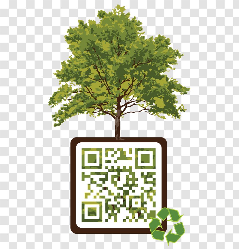 American Sycamore Tree Maple Elm London Plane - Plant - Happy Earth Transparent PNG