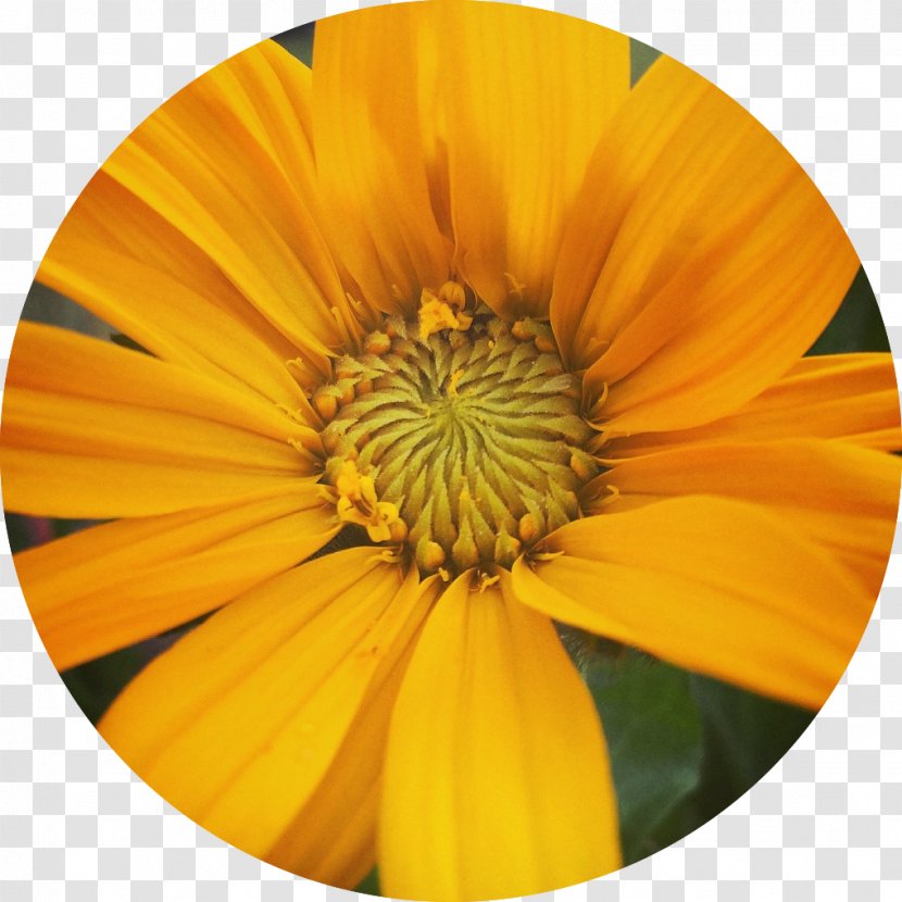 Learning Understanding Medicinal Plants Study Skills Transvaal Daisy - Sunflower - Flower Round Transparent PNG