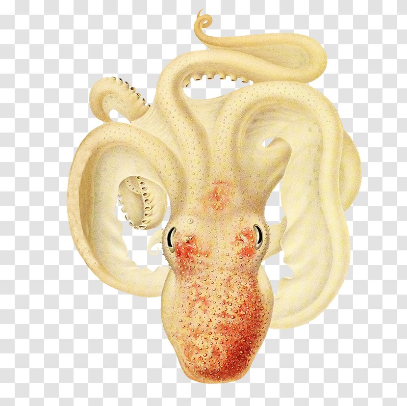 The Cephalopoda Of Hawaiian Islands Octopus Drawing - Photography Transparent PNG