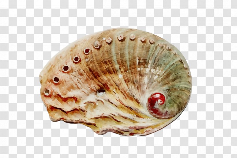 Shell Bivalve Cockle Scallop Conch - Paint - Shellfish Sea Snail Transparent PNG