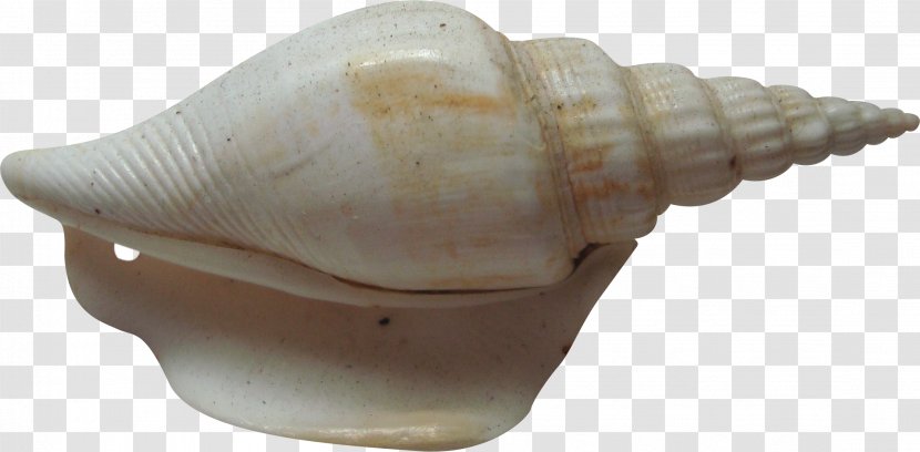Conch Sea Snail Shankha - Vecteur - Pattern Transparent PNG