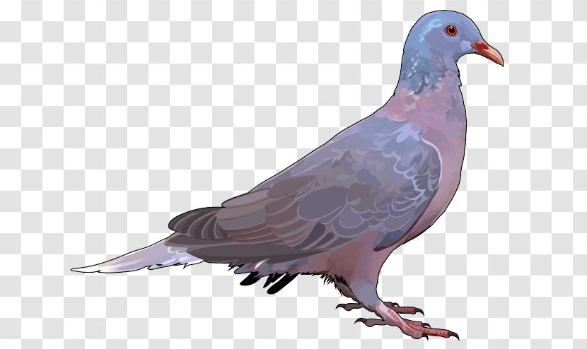 Stock Dove Rock Columbidae Bird Laurel Pigeon - Feather Transparent PNG