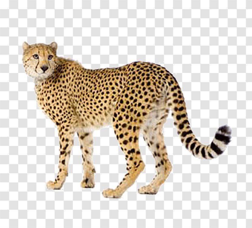 Cheetah Felidae Lion Stock Photography - Big Cats - Two Thousand And Seventeen Transparent PNG