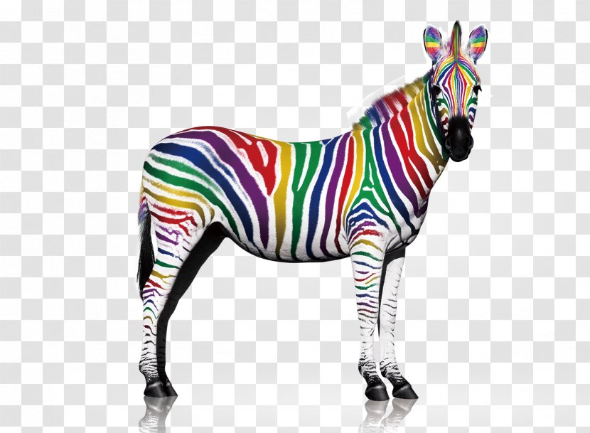 Quagga Zebra Printing - Mammal - Color Transparent PNG