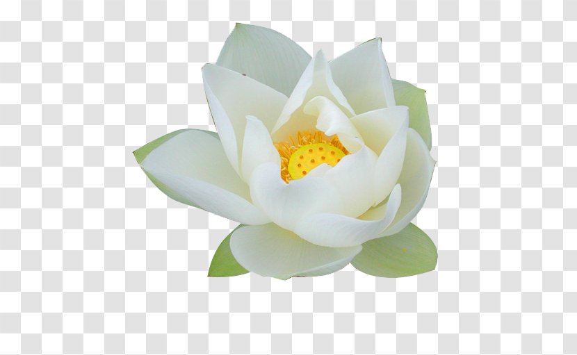 Nelumbo Nucifera Pygmy Water-lily Flower Lilium - Sacred Lotus - White Transparent PNG