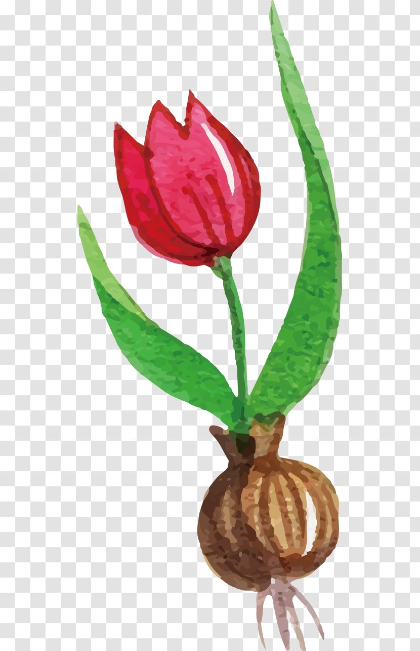 Tulip Flower - Resource Transparent PNG