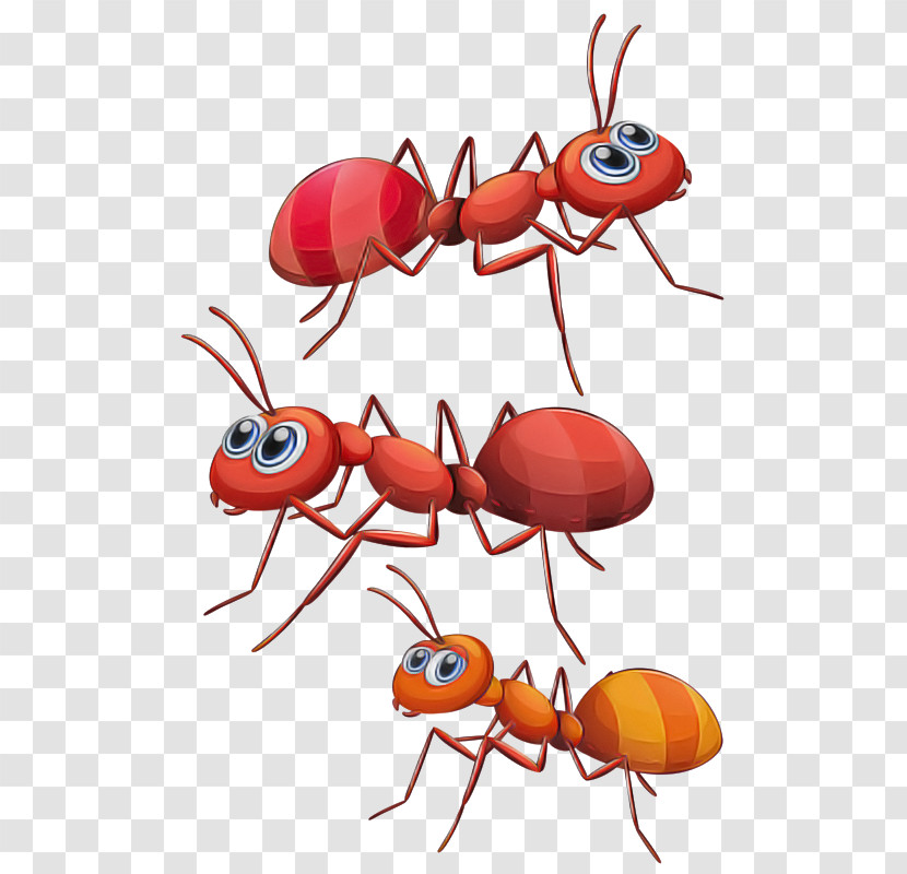 Insect Pest Ant Carpenter Ant Membrane-winged Insect Transparent PNG