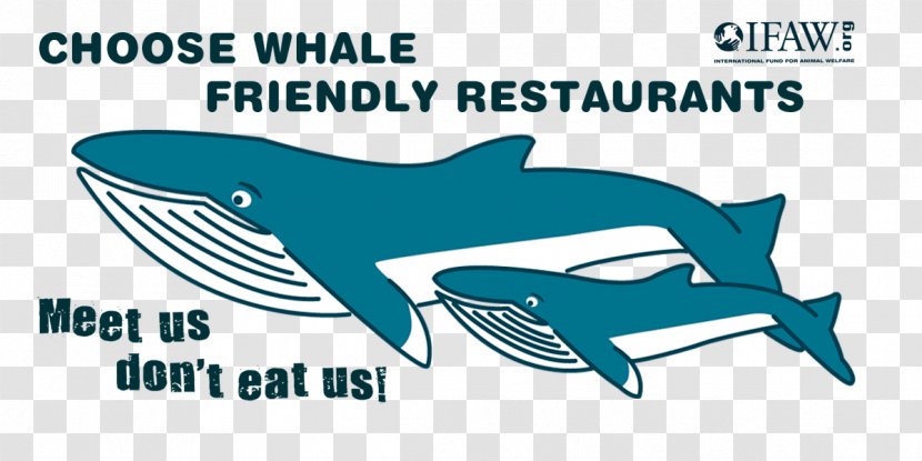 Common Bottlenose Dolphin Gentle Giants – Húsavík Whale Watching In Iceland Cetacea - Requiem Shark - Dining Text Transparent PNG