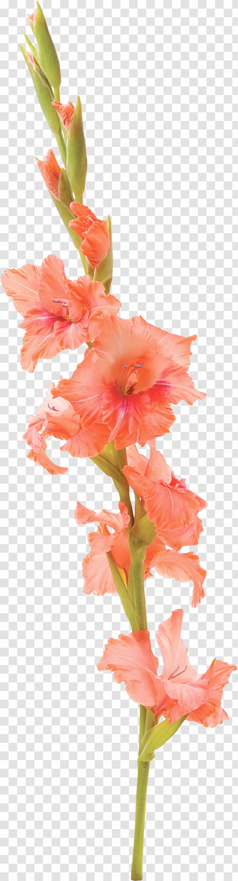 Gladiolus Flower Tattoo Stock Photography Petal - Floral Design Transparent PNG