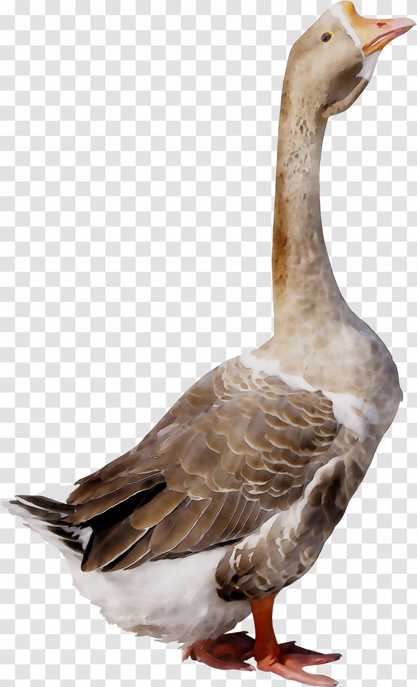 Goose Duck Bird Grey Geese Poultry - Feather Transparent PNG