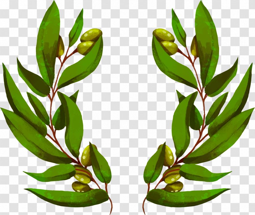 Euclidean Vector Flower Bouquet Wallpaper - Wedding - Hand Painted Olive Branch Transparent PNG