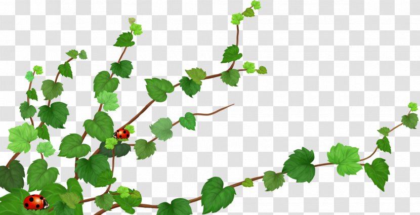Twig Clip Art - Plant Stem - Safflower With Green Leaves Transparent PNG