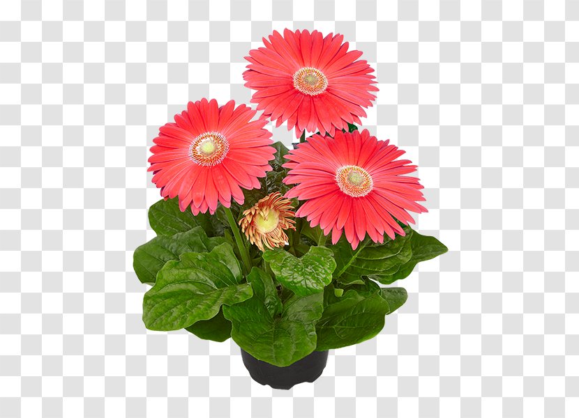 Cut Flowers Transvaal Daisy Gala Bingo Floristry - Family - Flower Transparent PNG