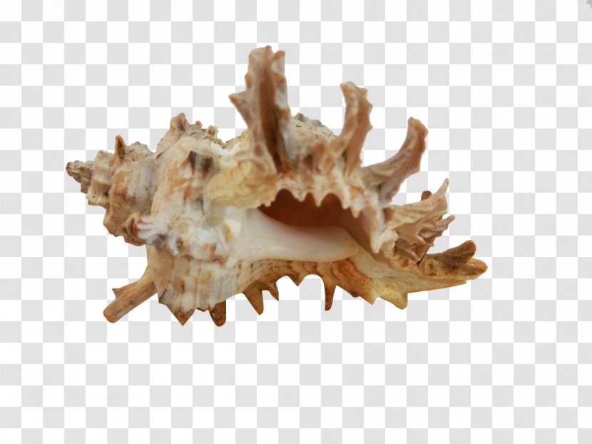 Seashell - Pretty Conch Transparent PNG