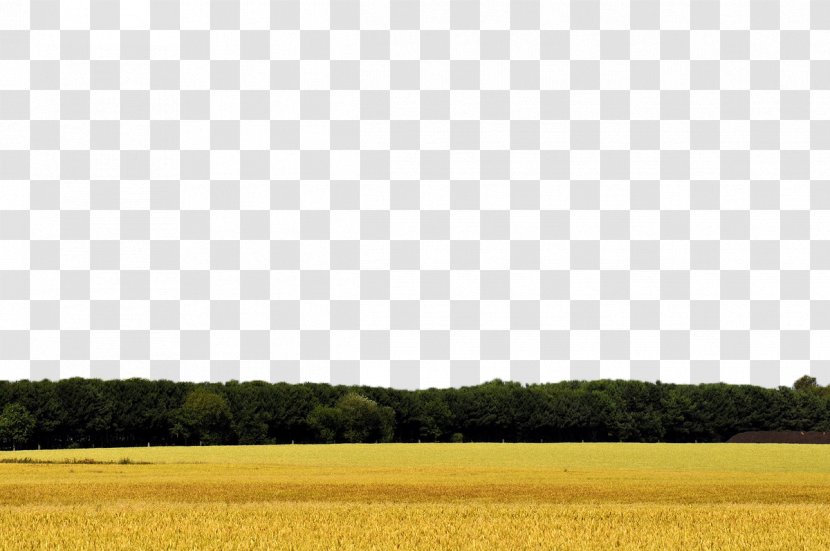 Yellow Pattern - Grassland - Wheat Field Transparent PNG