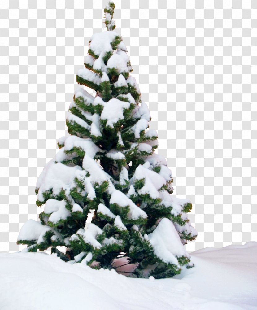 Tree Clip Art - Christmas - Fir-tree Transparent PNG