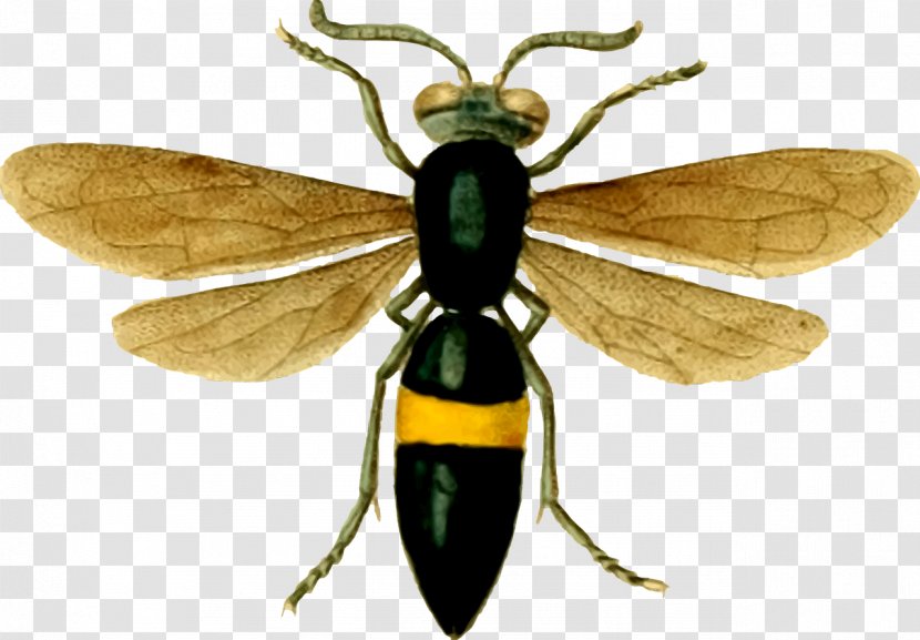 Bee Insect Hornet Wasp - Animal Transparent PNG
