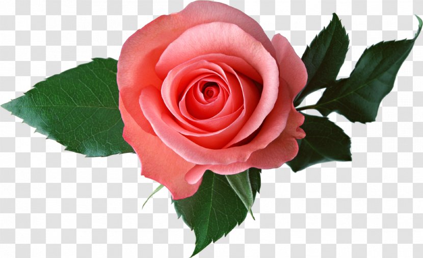 Garden Roses Flower Pink Clip Art - Peach Transparent PNG