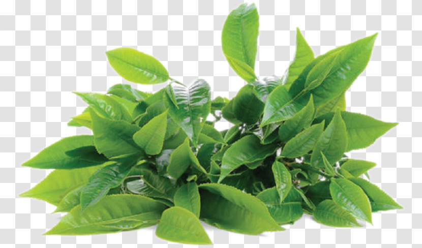 Green Tea Transparent PNG