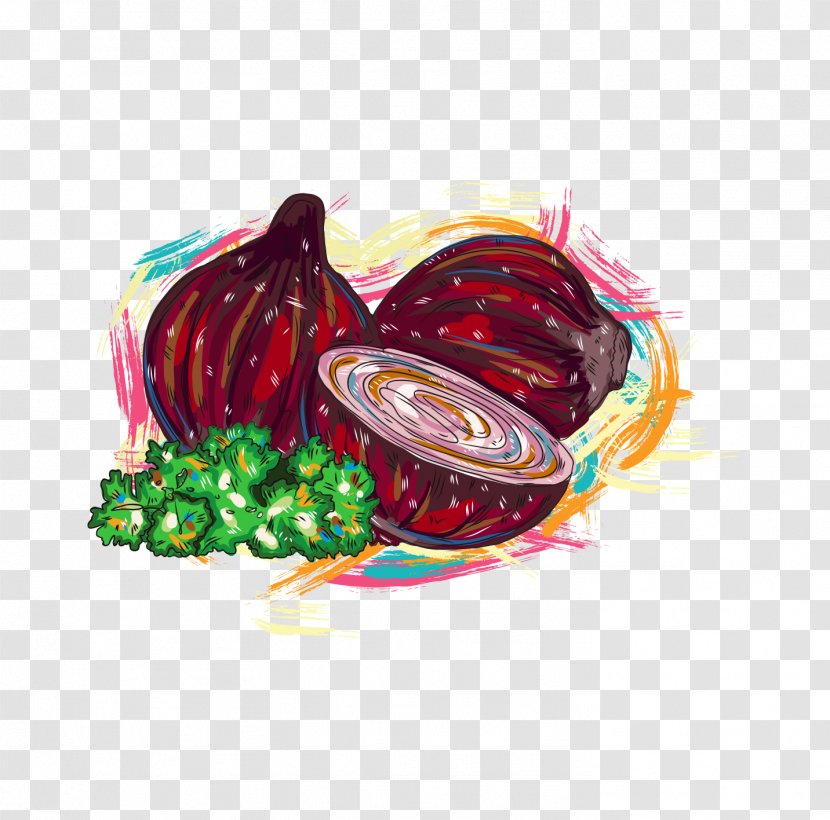Adobe Illustrator - Vegetable - Onion Cabbage Transparent PNG