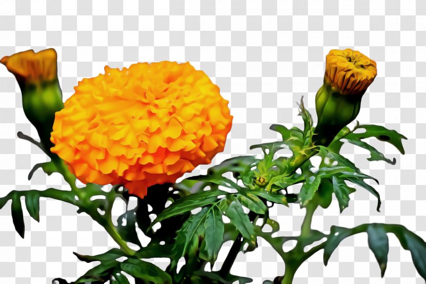 Flowers Background - Blossom - Lantana Tagetes Patula Transparent PNG