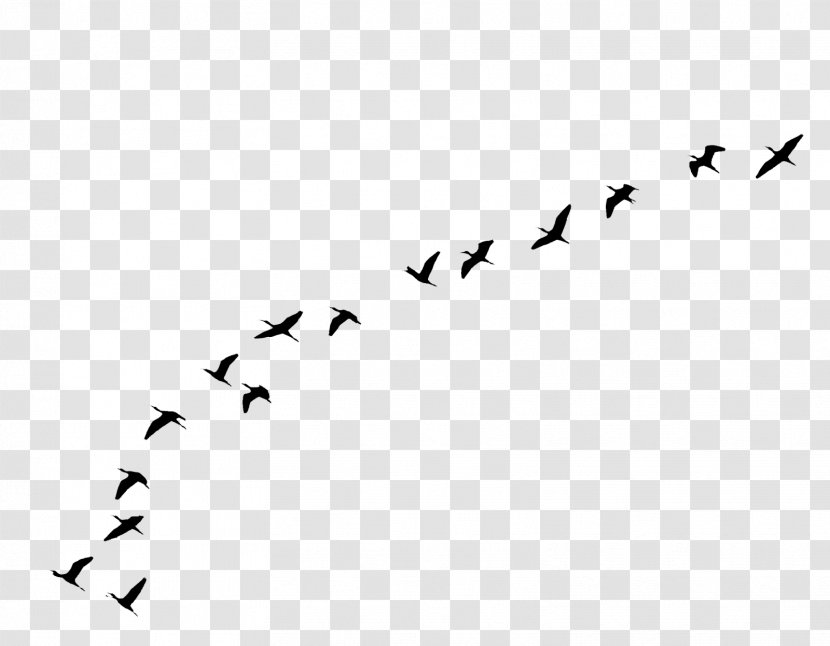 Bird Goose Flight Clip Art - Migration Transparent PNG