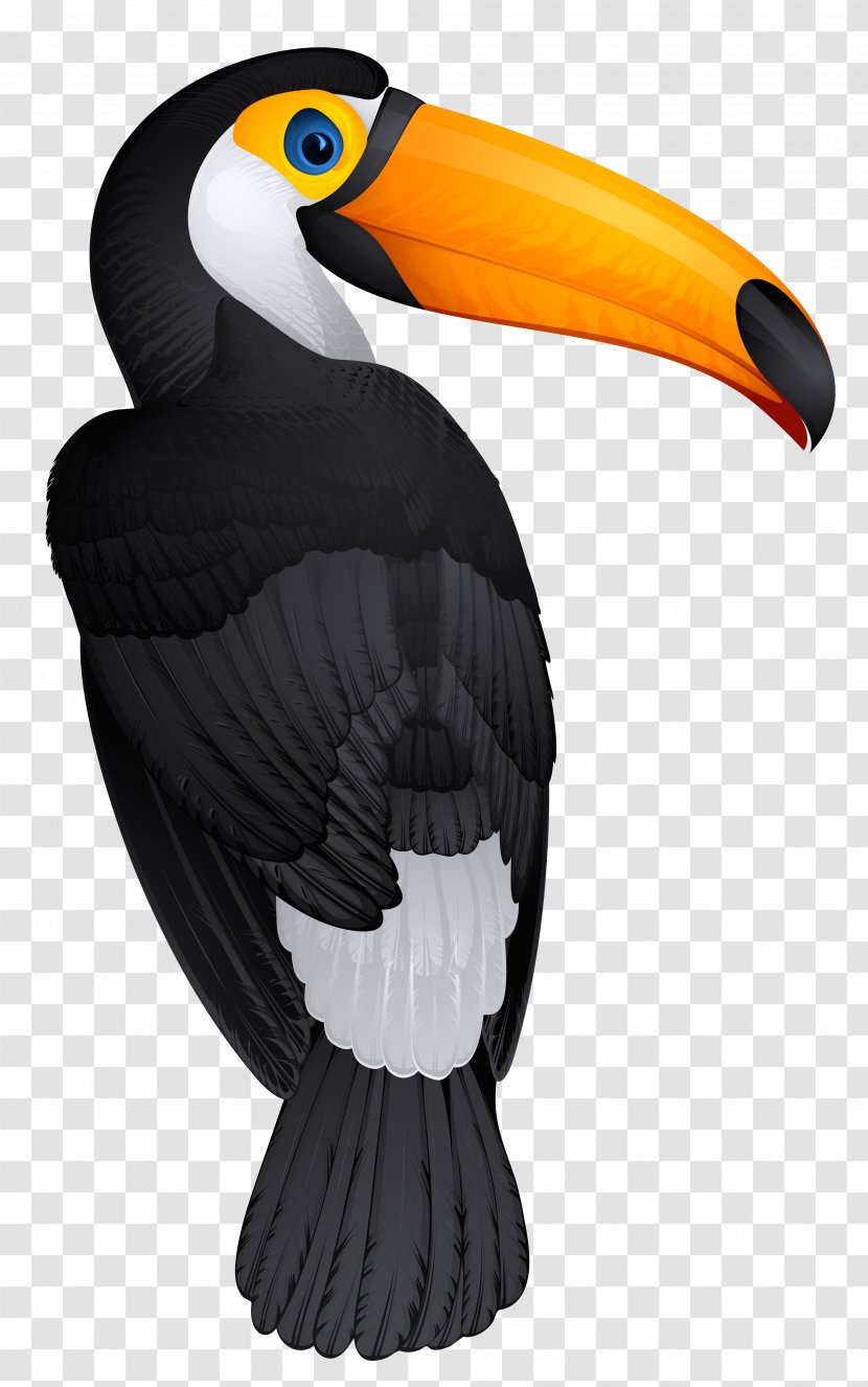 Bird Toucan Hornbill Clip Art - Neck - Clipart Picture Transparent PNG