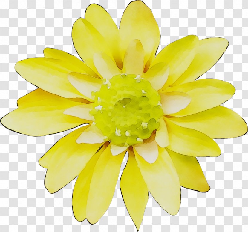 Petal Floristry Yellow Cut Flowers - Plant Transparent PNG
