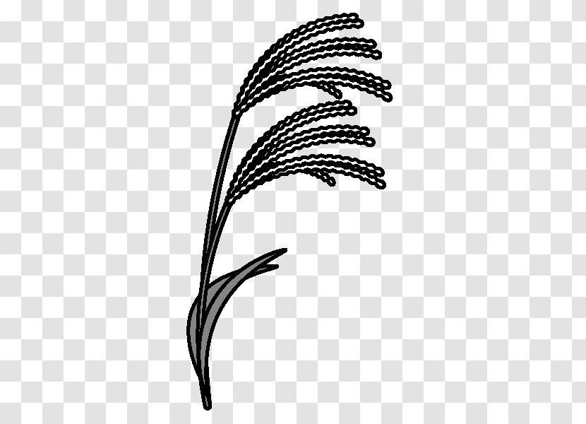 Grasses Susukino Black And White Chinese Silver Grass Pampas - Monochrome Painting Transparent PNG
