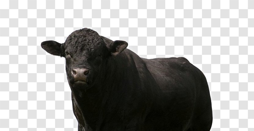 Bull Charolais Cattle Simmental Ox Red Bluff - Farm - Calf Transparent PNG