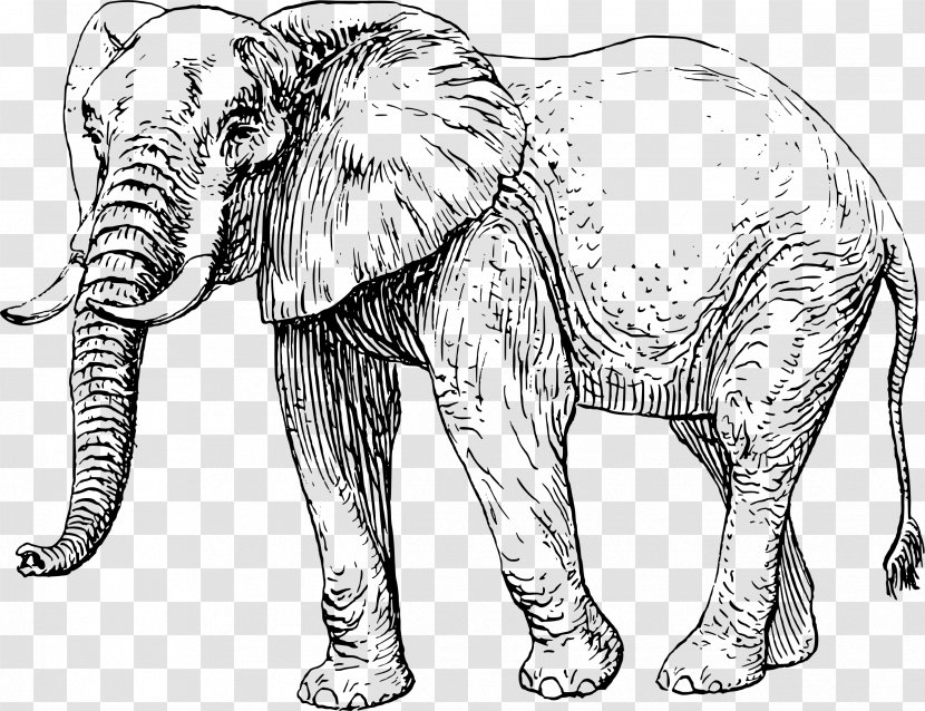 African Elephant Asian Drawing Clip Art - Indian - Creative Transparent PNG