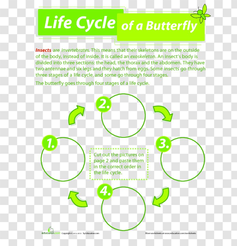 Butterfly Worksheet Biological Life Cycle Frog Third Grade - Lesson Plan Transparent PNG