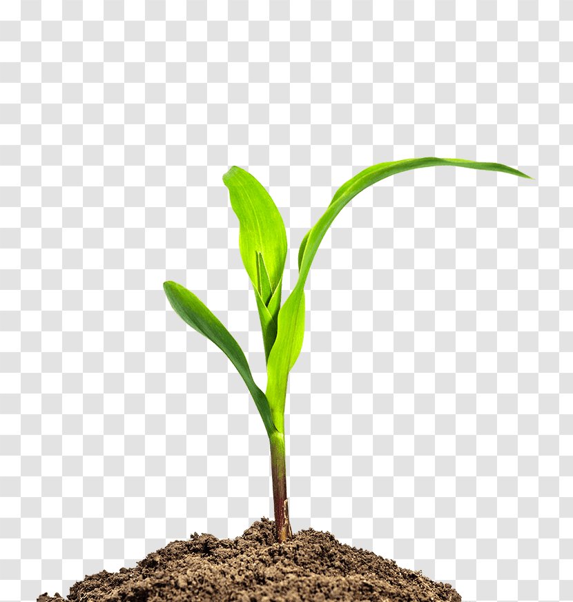 Maize Seedling Business Agriculture - Innovation Transparent PNG