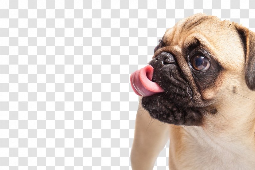 Pug French Bulldog Puppy Dog Breed - Lap - Spit The Tongue Of Skin Transparent PNG