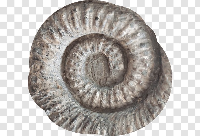 Seashell Fossil Ammonites Spiral Stock Photography Transparent PNG