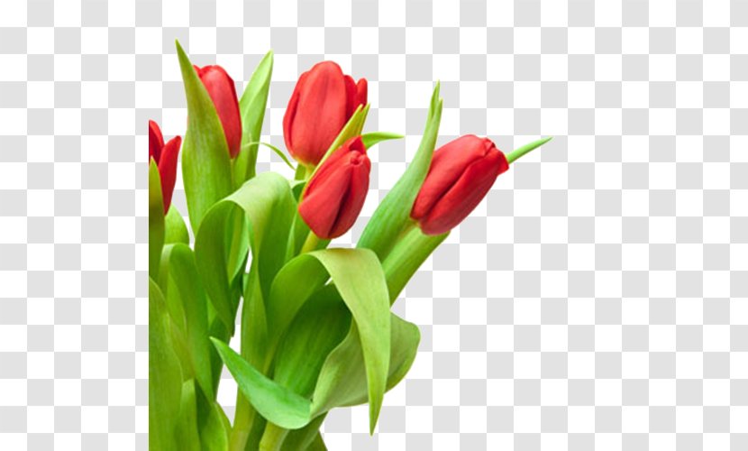 Tulip Red Flower Bouquet White - Cut Flowers - Of Tulips In Kind Transparent PNG