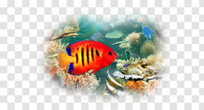 Tropical Fish Aquariums Desktop Wallpaper Pet - Relaxing Sounds Transparent PNG