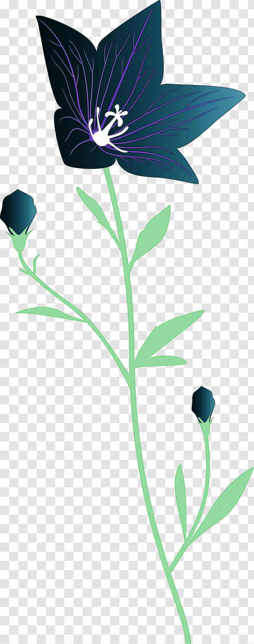 Balloon Flower Transparent PNG