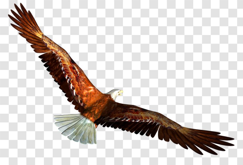 Bald Eagle Clip Art - Fauna - Eagles Soar Transparent PNG