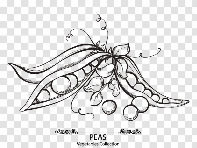 Snow Pea Drawing Euclidean Vector Bean - Text - Pipe Transparent PNG