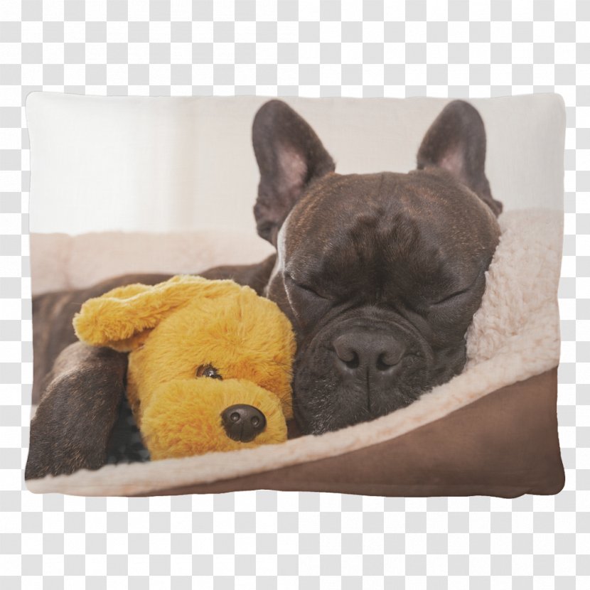 Stock Photography French Bulldog Jack Russell Terrier Chihuahua Pet Sitting - Fawn - Bed Transparent PNG