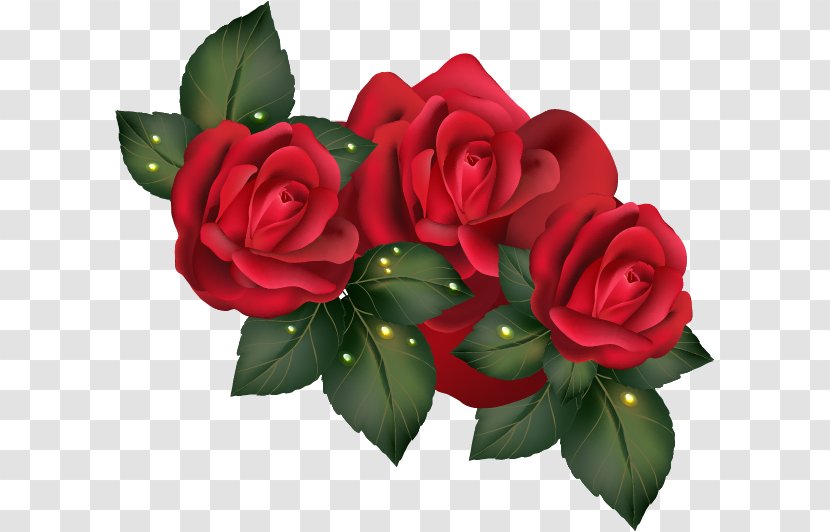 Garden Roses Centifolia Beach Rose Floribunda - Rosa - Vector Red Transparent PNG