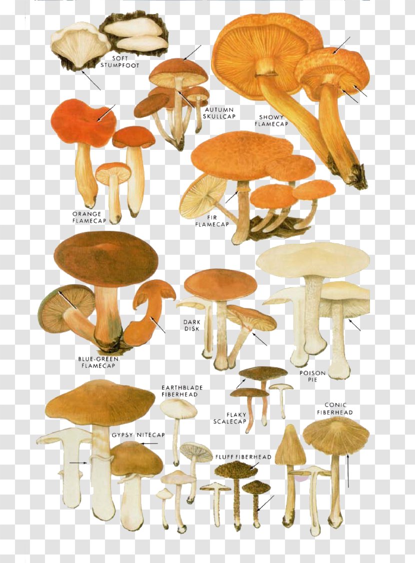 Edible Mushroom Fungus Shiitake Illustration - Calocybe Gambosa - Cartoon Yellow Mushrooms Transparent PNG