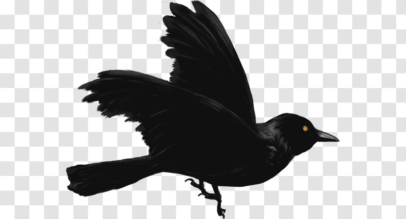 American Crow New Caledonian Common Raven - Caledonia - Corbeau Streamer Transparent PNG